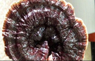 茅山珍奇——灵芝