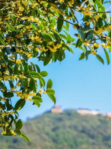 秋天，总要来一趟茅山吧